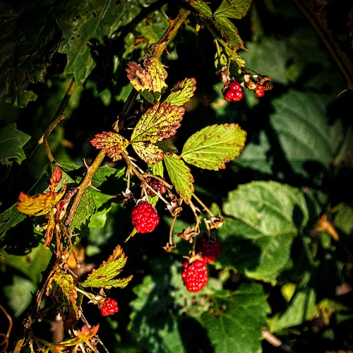 Blackberries 1
