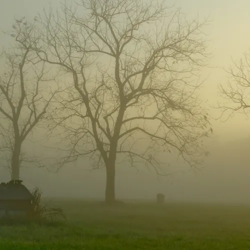 Fog And Trees Oc 18