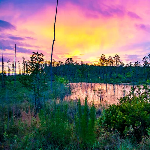 Flswamp 3