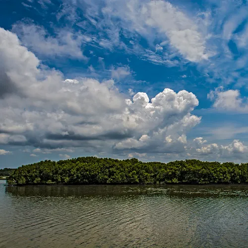 Cedarkey 3