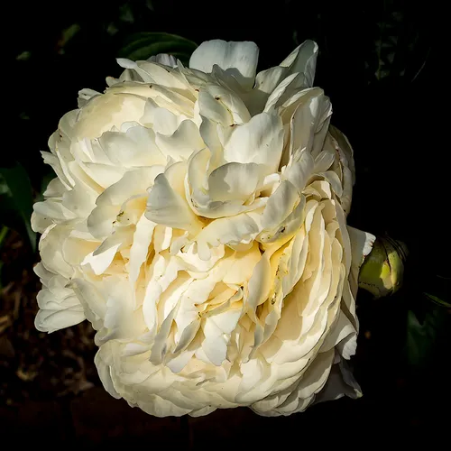 Peony 5