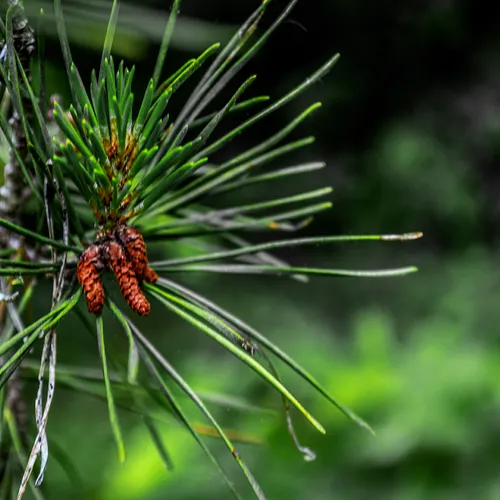 Pine 2