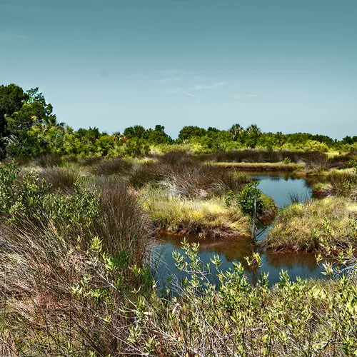 Cedarkey 10