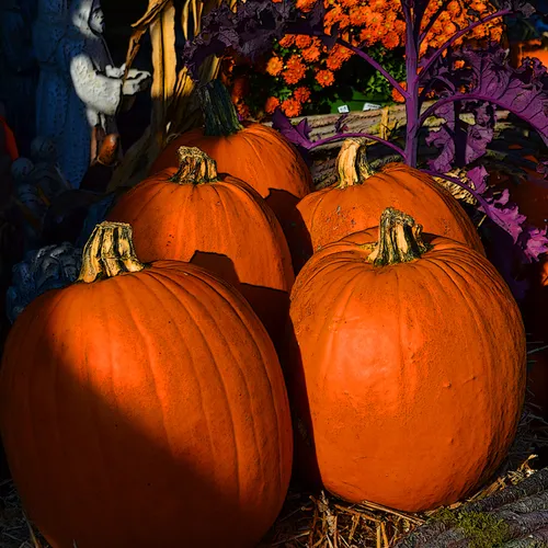 Pumpkins 2