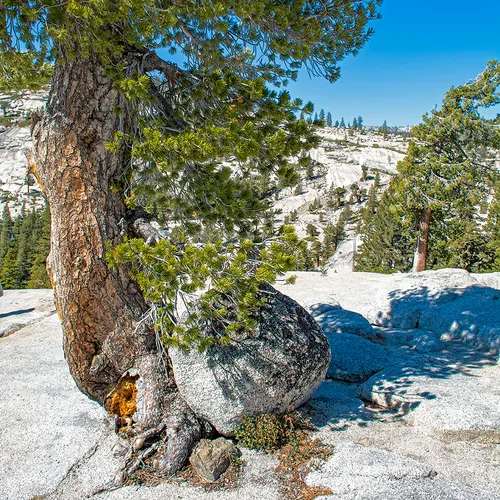Yosemite 36
