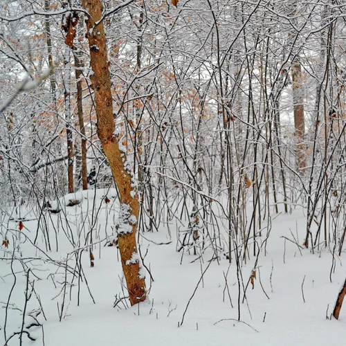 Yard Snow 15