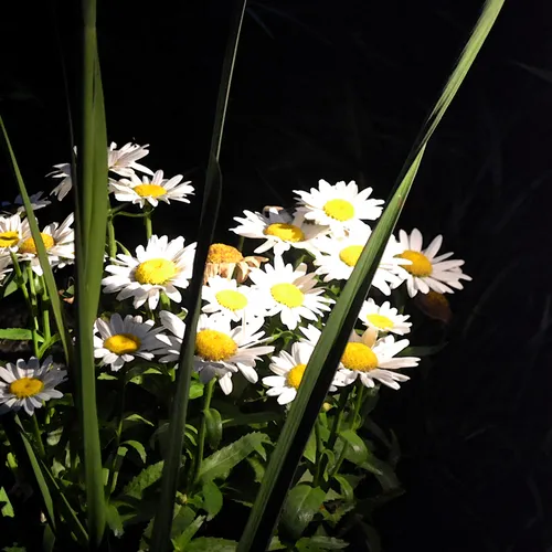 Daisies Wc
