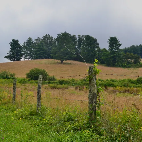 Parkway Landscape