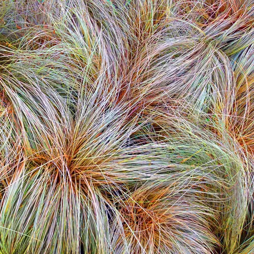 Grass