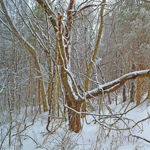 Backyard 4