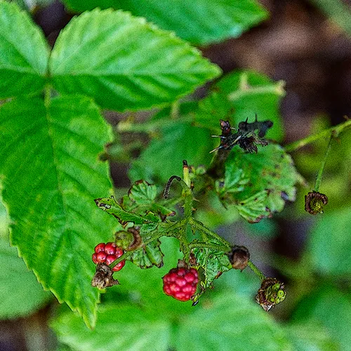 Blackberry 1