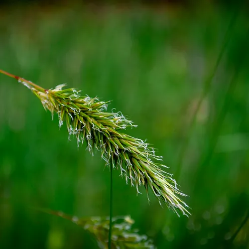 Weedgrass 1