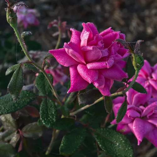 Pink Roses