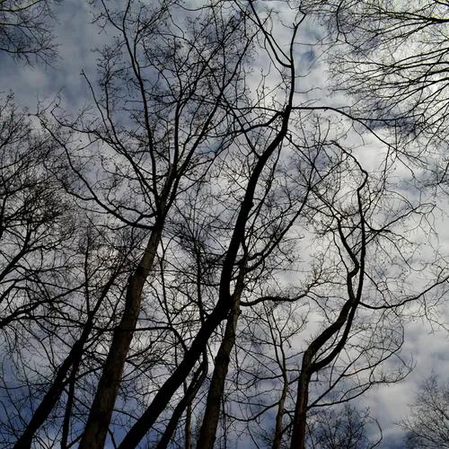 Sky Trees