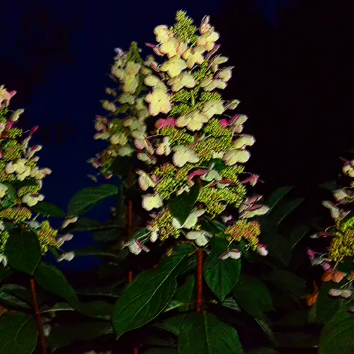 hydrangea BR