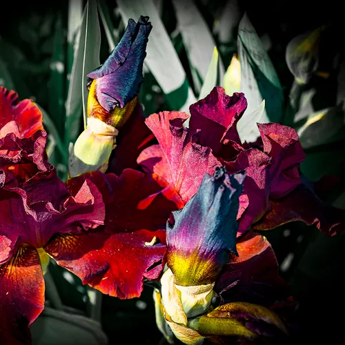 Iris 1