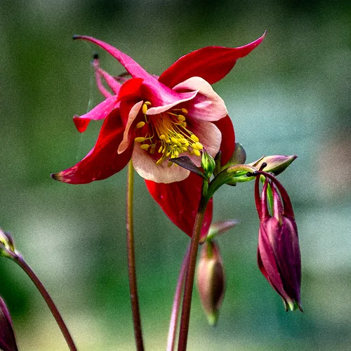 Flower 2