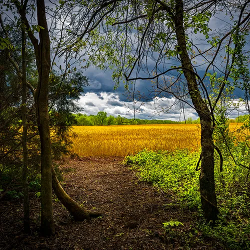 Caublecreekfield 2