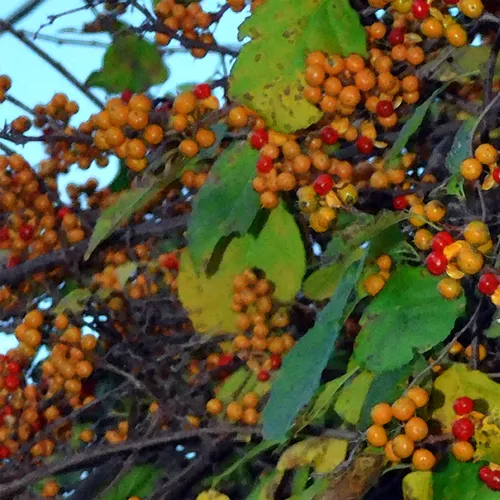 Berries 2