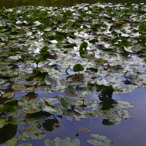 Lily Pad Scl 2