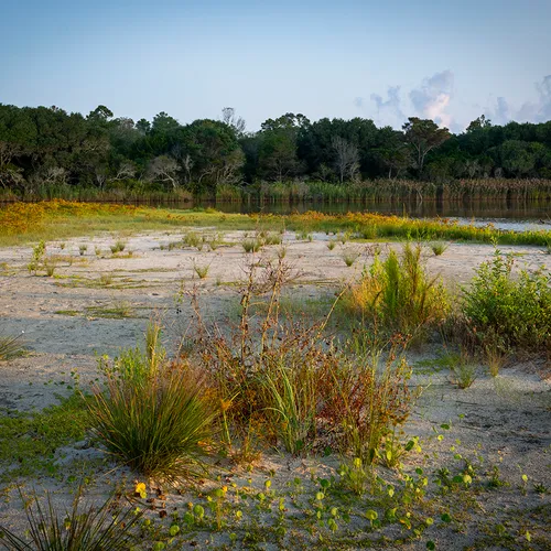 Beachvegetation
