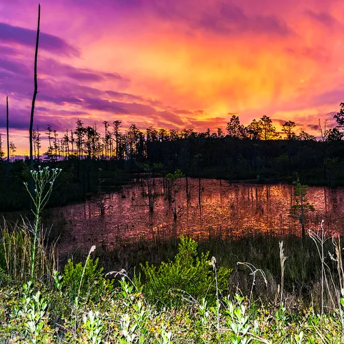 Flswamp 6