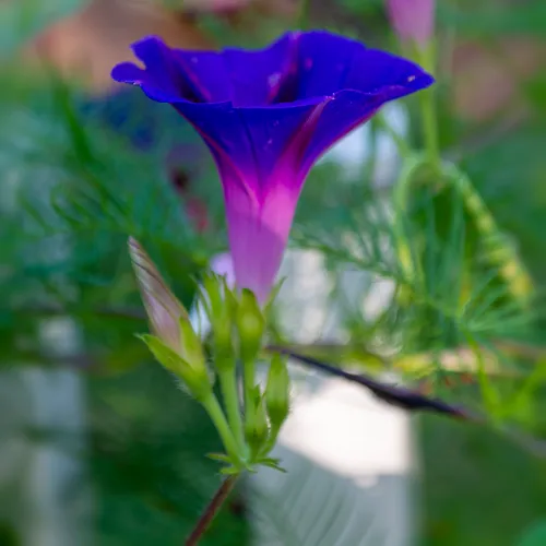 Morningglory 3