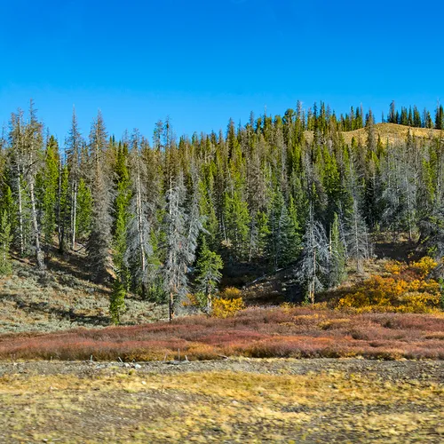 Wyoming 11