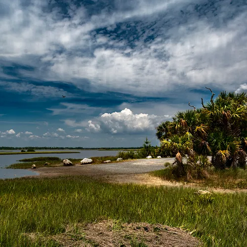 Cedarkey 11