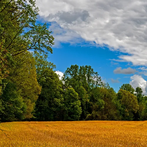 Caublecreekfield 1