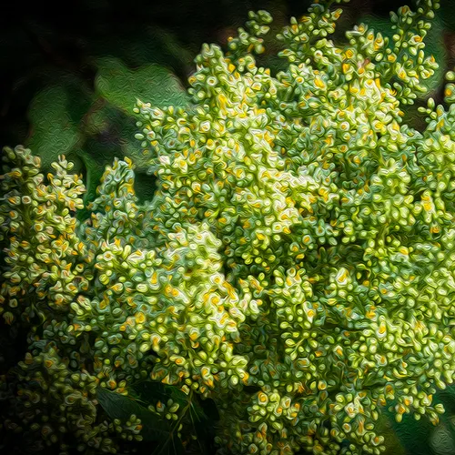 Treefloweroil
