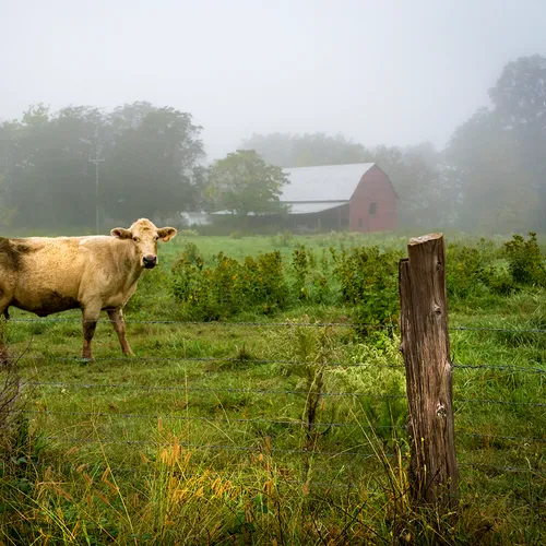 Cow 1