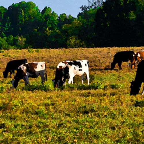 Cows