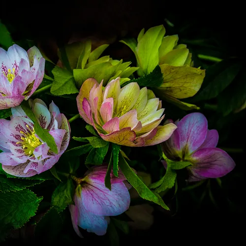 Lentin Rose