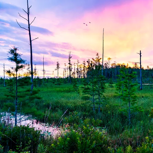Flswamp 1