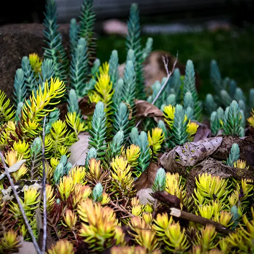 Iceplant 3