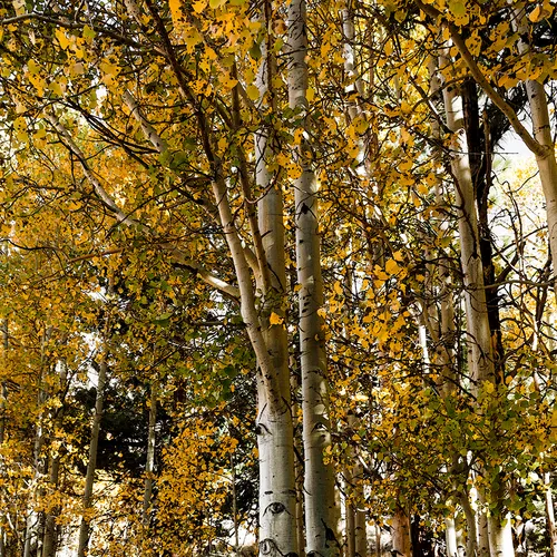 Yosemite 3