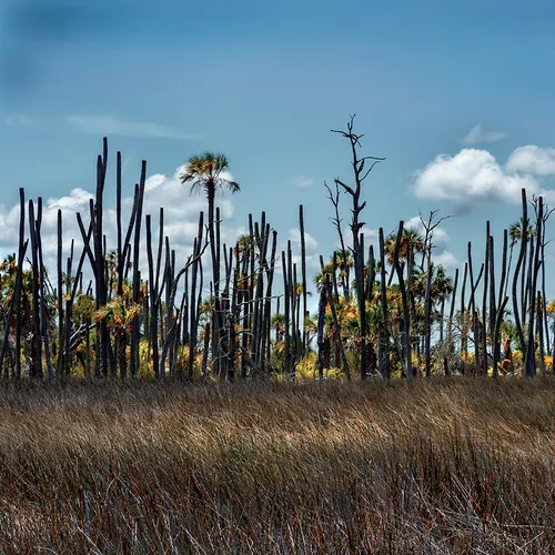 Cedarkey 6