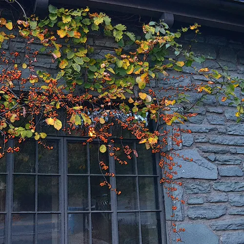 berries BlowingRock