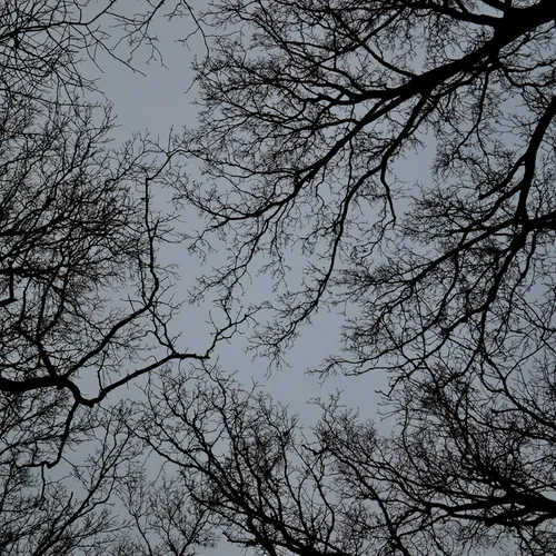 Tree Limbs