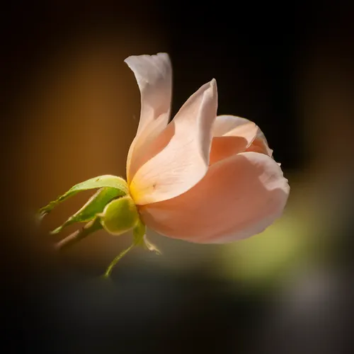 Rose 1