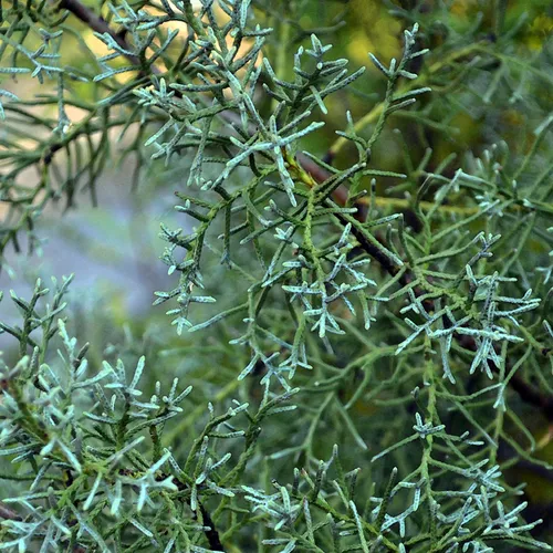 Fir