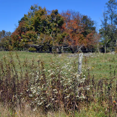 Barbed Fence 3