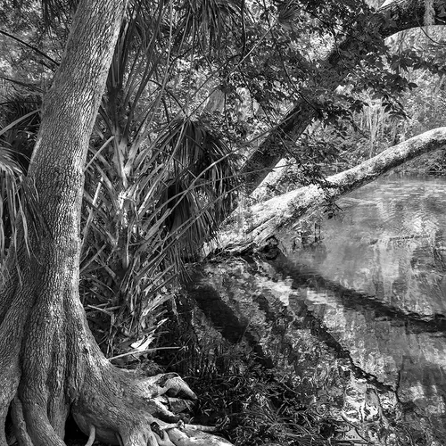 Silversprings 1 B&W