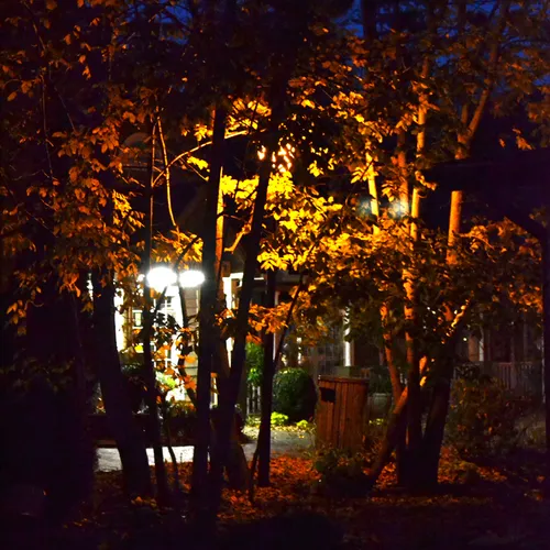 Trees X Br