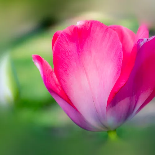 Tulip 3