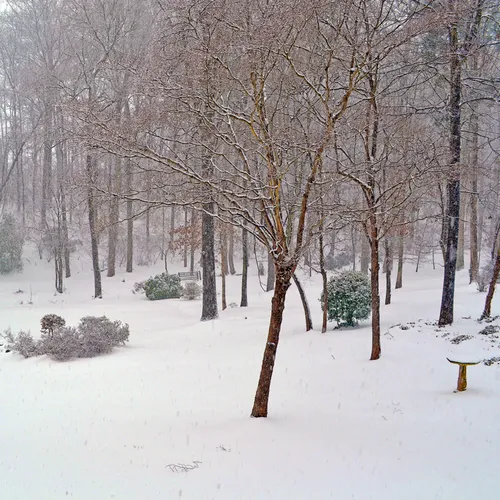 Backyard 3