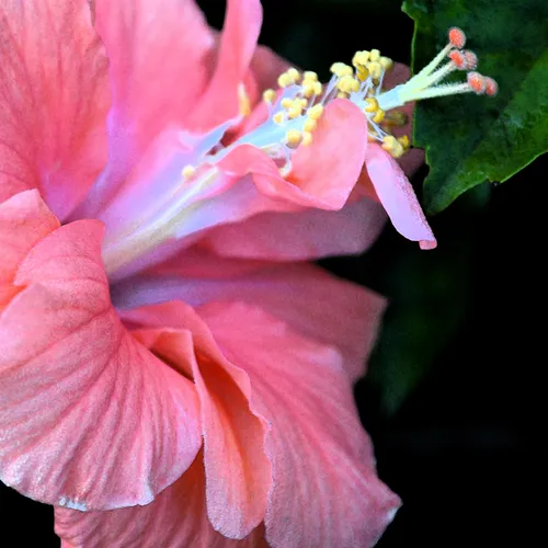 Hibiscus