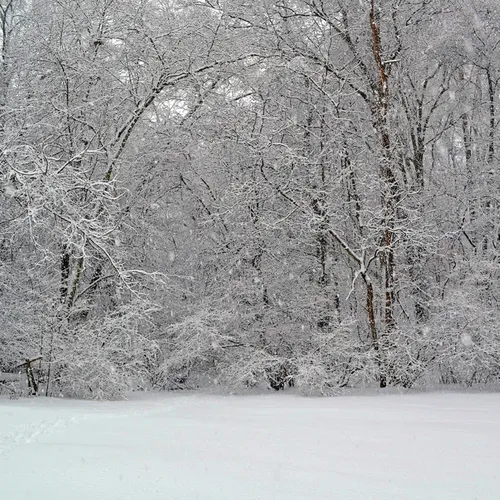 Backyard 12 A