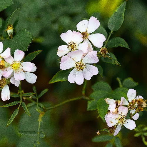 Wildrose 1